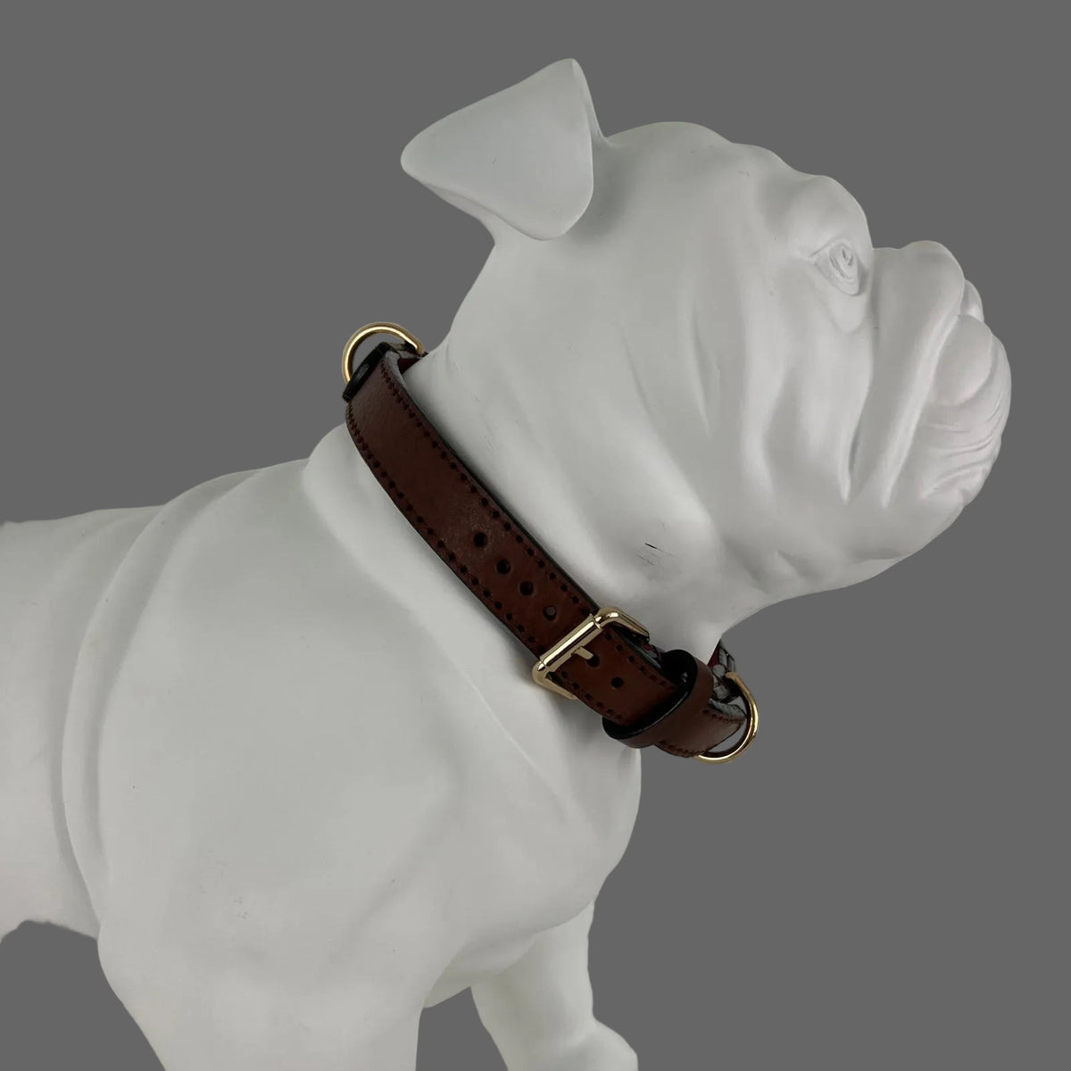 Size XL dark brown leather dog collar on an English Bulldog mannequin with a 52 cm neck