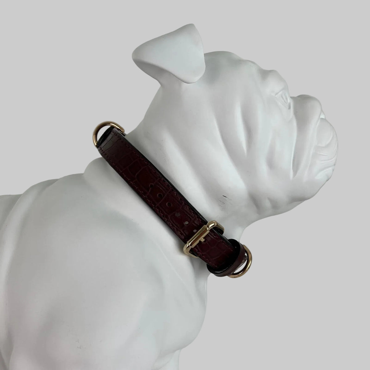 Close-up side view of oxblood leather collar on an English Bulldog model showing fit and width
