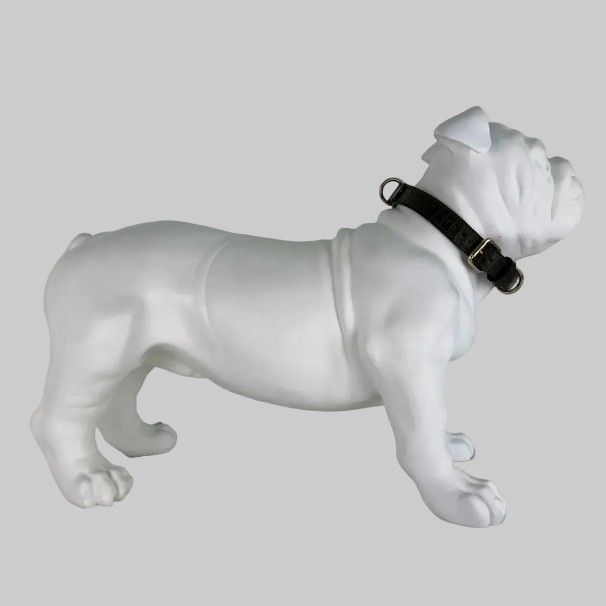 Dark olive crocodile leather collar worn on an English Bulldog display model with gold hardware