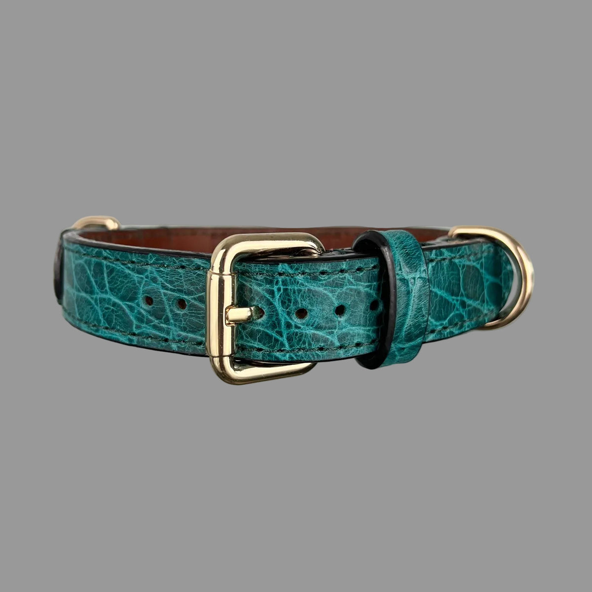 Teal crocodile-embossed cowhide dog collar with a polished gold-tone buckle and black finished edges on a reflective surface.