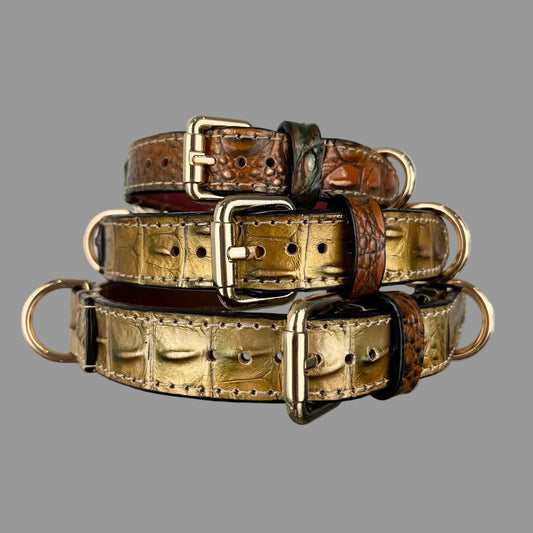 Three gold and bronze croc-embossed dog collars with polished buckles, contrasting leather keepers and black edges.